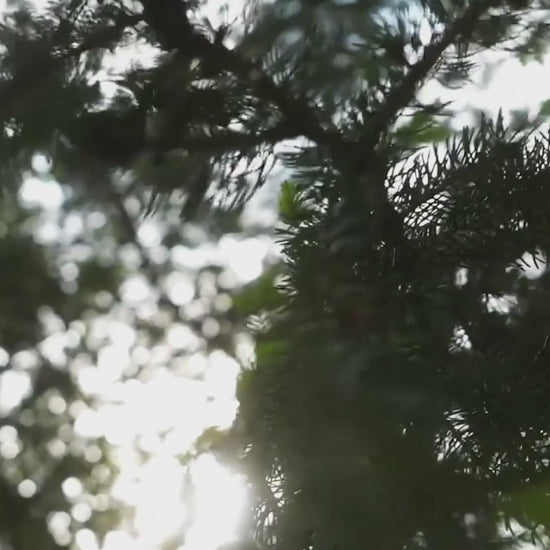 Zawes S3 5000W MINI electric dirt bike intro 2