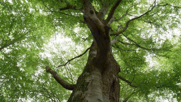 Environnement.